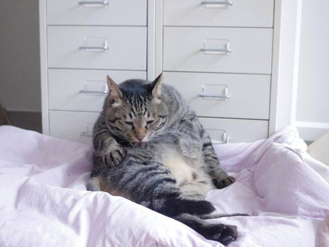 지금은 거대냥이 됐답니다.