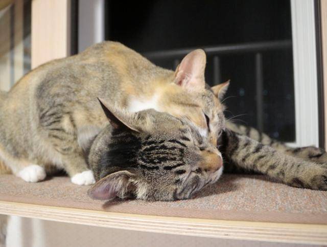 도도와 토르야, 과거로 돌아가도 너네들의 집사로 살고 싶어!