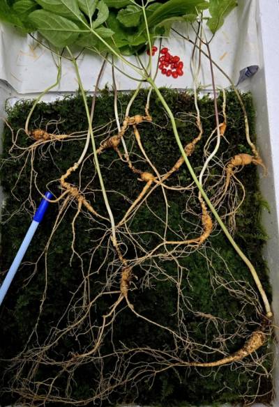 지리산에서 발견된 천종산삼 [사진=한국전통심마니협회]