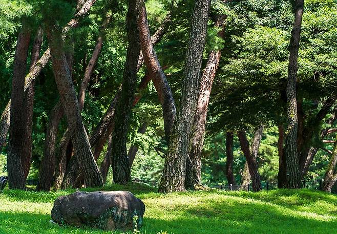 소나무가 숲을 이룬 소수서원(사진=이효태)