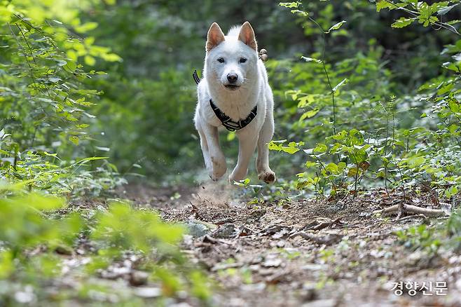 지난달 19일 체취 증거견 훈련 중인 상만이가 구조대상자 수색을 위해 힘차게 뛰고 있다. 지난해 10월 전남 진도군 임회면 상만리에서 태어난 ‘임회·상만’ 두 마리 진돗개는 현재 대전 경찰인재개발원 경찰견종합훈련센터에서 경찰견으로 거듭나기 위한 훈련을 받고 있다. 성동훈 기자