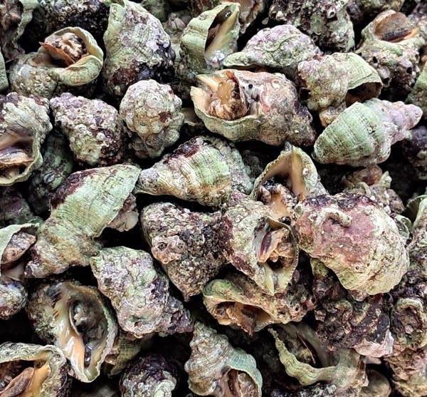 우리나라 전역에 서식하는 대수리 고둥. 맵고 쌉쌀한 맛이 매력적이다.