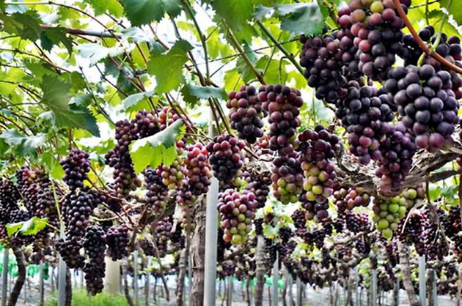 해풍을 맞은 송산 포도가 탐스럽게 익어가고 있다. /사진제공=화성특례시