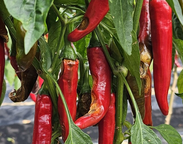 탄저병에 걸린 고추, 농민신문DB