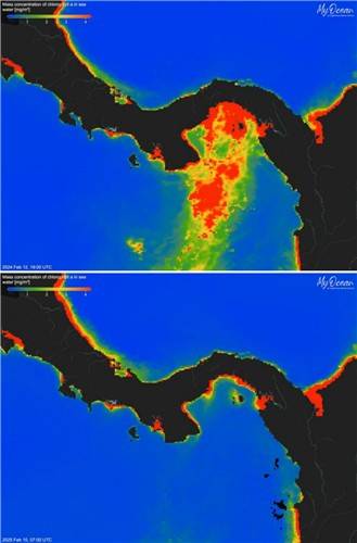 2024년(위)과 2025년 파나마만 해역의 엽록소 농도 차이 2025년 40년만에 처음으로 파나마만에서 용승현상이 일어나지 않으면서 식물성 플랑크톤이 크게 감소, 엽록소 농도(빨간색-농도 높음, 파란색-농도 낮음)가 2024년보다 크게 낮아졌다. [PNAS, O'Dea, Aaron et al. 제공. 재판매 및 DB 금지]