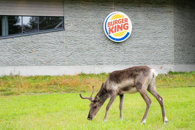 키틸라 레비 스키 리조트에 출몰한 순록.