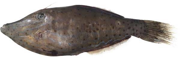 복어독의 20배 가까이 되는 독인 팰리톡신이 있는 날개쥐치./사진=식품의약품안전처 제공