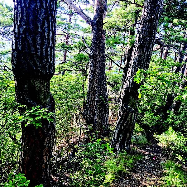 1970년대까지 행해졌던 금강송의 송진 채취 흔적.