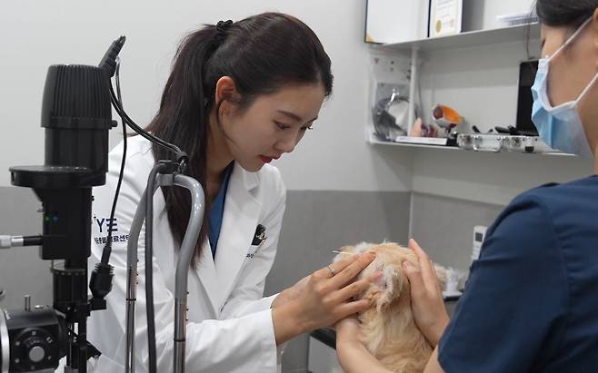 김수안 안과치과센터장이 반려견 안과검진을 하고 있다(동물병원 제공). ⓒ 뉴스1