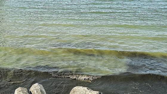 녹조가 낀 이리호 서부분지 물가에 독소를 내뿜는 또다른 남세균 종류인 링비아(짙은 부분) 사체가 출렁이고 있다. 링비아는 열대지역에서 발견되는 남세균 종류지만, 기후변화로 온대지역인 이리호에서도 나타나고 있다. 털리도=정은혜 기자