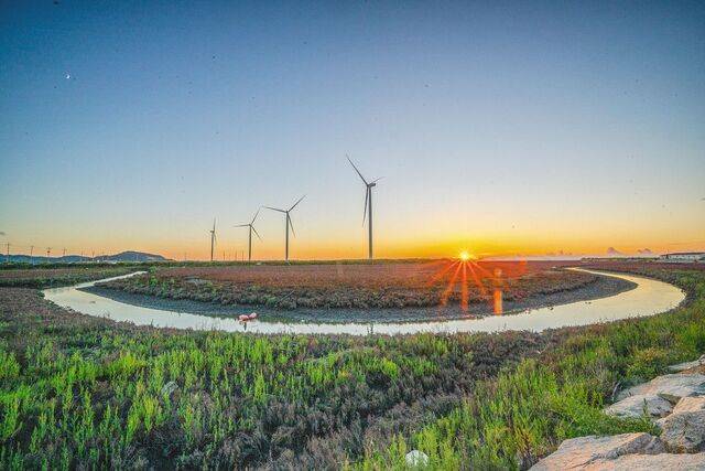전남 영광군 백수읍 하사리 갯벌에 붉게 핀 칠면초가 노을 속 풍력발전기와 어우러져 아름다운 풍경을 펼쳐놓고 있다.