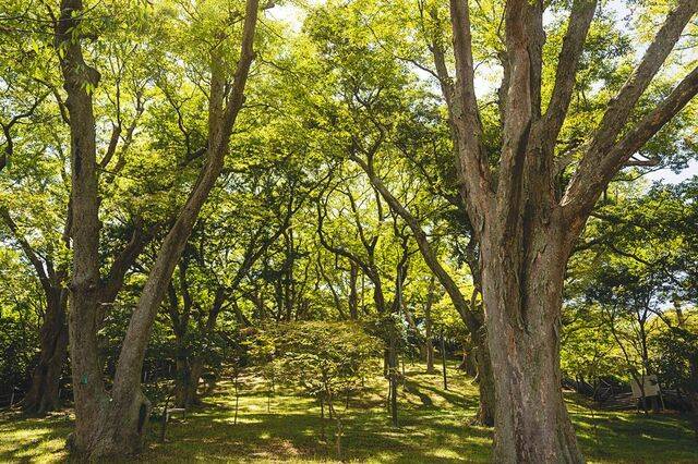 법성포 진성 보완을 위해 조성한 숲쟁이공원.