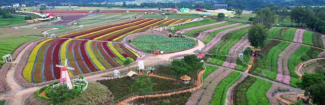 강원 철원의 고석정꽃밭. 올 가을시즌 꽃이 어느 해보다 좋다. 꽃색이 선명하기도 하고, 개화 시기도 잘 맞췄다. 이제 막 개장했는데도 꽃이 제법 화려하다.