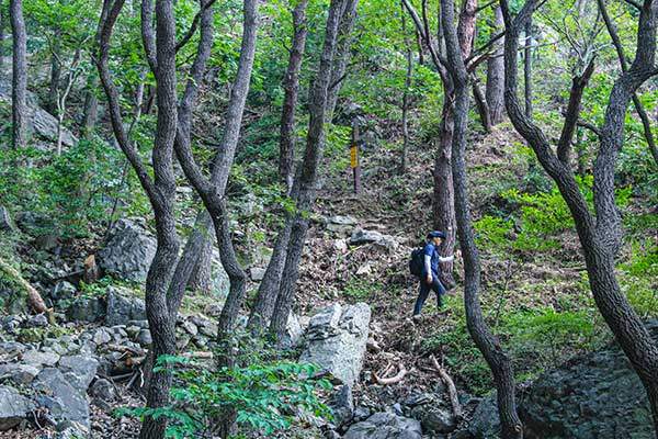 96계단 입구 사거리에서 대동아파트 위 삼거리로 이어진 오봉산 산책로(둘레길).
