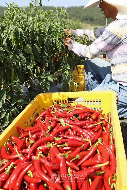 충남 태안군의 한 주민이 태양초 고추를 수확하고 있다. [연합뉴스 자료사진]