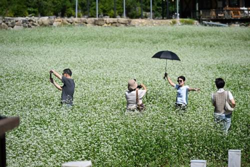 2025년 평창효석문화제가 ‘문학! 메밀꽃으로 피어나고 삶! 달빛에 스미다’를 주제로 5일부터 14일까지 열흘간 평창 봉평면 효석문화마을 일원에서 열린다. 메밀꽃이 활짝핀 메밀밭에서 관광객들이 사진을 찍으며 즐거워 하고 있다.