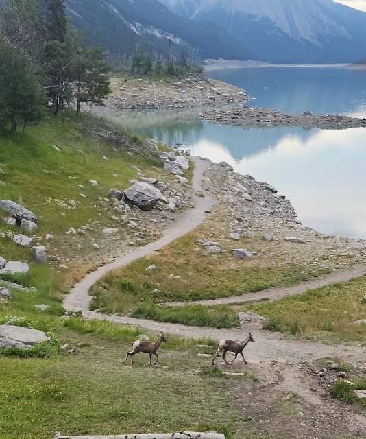 메디슨 호숫가를 가로질러 숲속으로 향하는 빅혼쉽. 하태길 겸임교수 제공