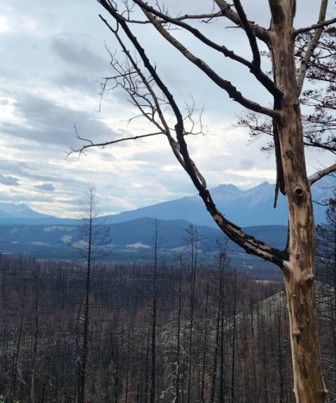 2024년 대형 산불이 휩쓸고 간 멀린 전망대. 하태길 겸임교수 제공
