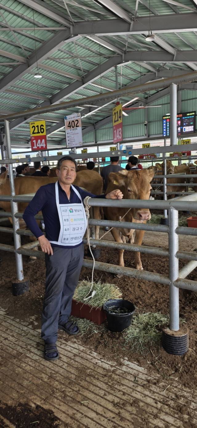 2개 부문에서 우수상을 차지한 강규수 씨가 사육 중인 한우. 양산시 제공