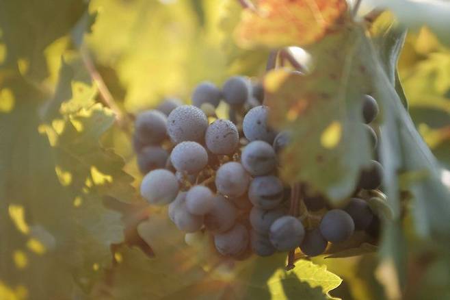 '돈 멜초(Vina Don Melchoer)'의 카베르네 소비뇽(Cabernet Sauvignon)[사진출처=돈 멜초 홈페이지]
