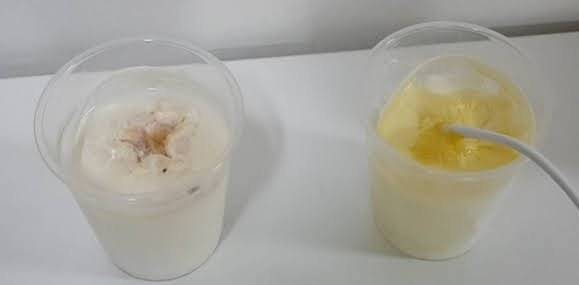 우유 접지 실험 7일차(맨위 사진)와 10일차 모습. 접지되지 않은 왼쪽 컵의 우유는 부패한 반면, 접지된 오른쪽 컵의 우유는 노랗게 발효됐다. 맨발걷기국민운동본부 제공