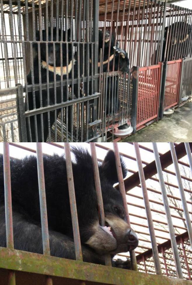 내년 1월부터 사육곰 산업이 전면 금지 되지만, 현재 전국 농장에는 262마리의 사육곰이 남아있다. 국내 한 농장에서 사육 중인 곰들. 단체 제공