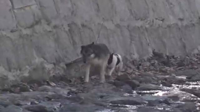 지난 1월 경기 하남시의 한 수로에 갇힌 삐약이와 뽀짝이의 모습. SBS TV동물농장 캡처