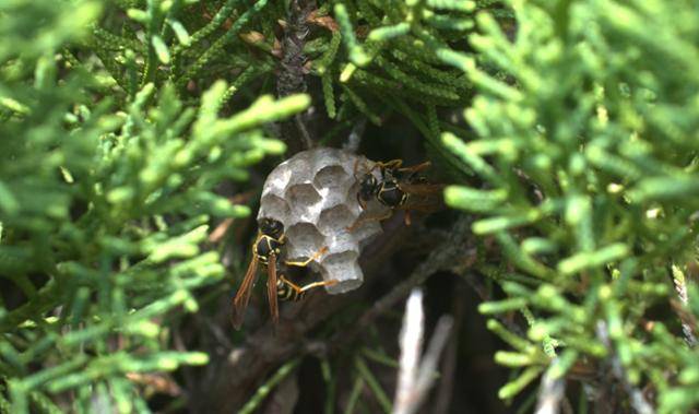 두눈박이쌍살벌이 인간이 없앤 집을 다시 짓고 있는 모습. 조수정 벌볼일있는사람들 대표 제공