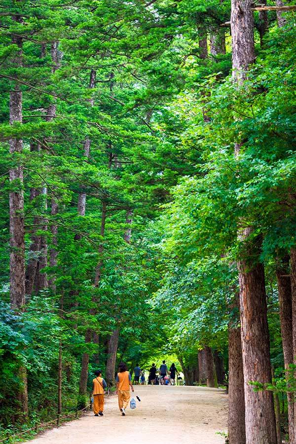 내소사 전나무숲길은 한국 3대 전나무숲 중 하나다. 반딧불이가 나올 정도로 청정하다.