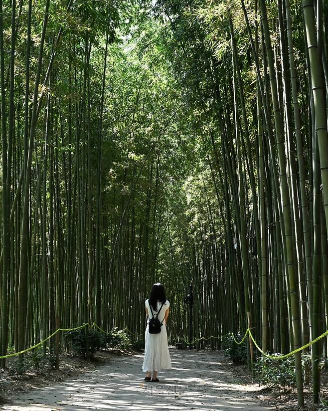 구례의 비밀 정원 ‘섬진강 대숲’.