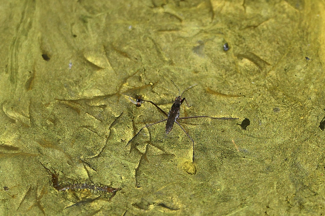 일본 후쿠시마현 모토미야시 이와츠노산(岩角山)에 있는 사찰 간카쿠지(岩角寺) 샘물에서 ‘금화수’(金花水) 현상이 나타났다. 사진은 금화수 샘물에서 물벌레가 헤엄치는 모습. 엑스(@doozshige) 캡처