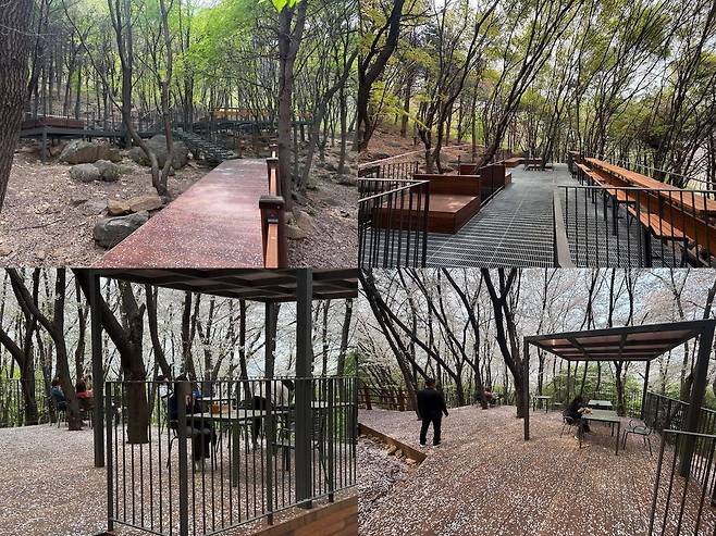 백련산 꿈마을 숲정이 1차 조성 모습 [은평구 제공. 재판매 및 DB 금지]