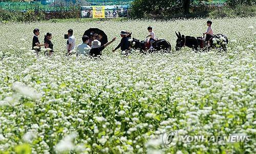 봉평 메밀꽃밭서 당나귀 타기 체험 [연합뉴스 자료사진]