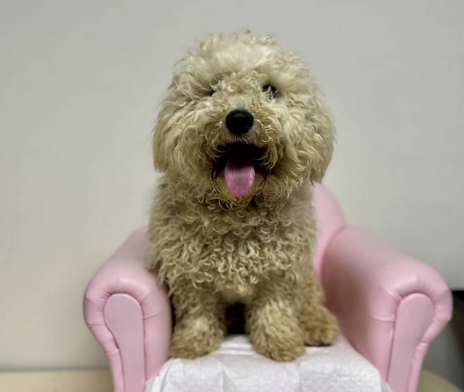 지자체 보호소 입소 당시 리코의 모습(동물보호관리시스템 제공) ⓒ 뉴스1