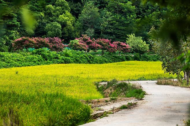 바다에서 눈 돌리면 비로소 보이는 곳들이 있다. 600여 년 전통의 한옥마을인 '왕곡마을'도 그중 하나다. 풍경은 별안간 여름에서 가을로 옷을 갈아 입는다. 왕곡마을에서 노랗게 익어가는 벼와 멀리 배롱나무꽃이 늦여름과 초가을 사이임을 알린다. / 양수열 영상미디어 기자