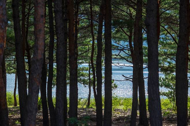 울창한 소나무 숲 너머 호수의 윤슬이 눈부시게 빛난다. '화진포'와 함께 고성을 대표하는 자연 석호인 '송지호'는 때묻지 않은 호수 풍경을 자랑한다. 둘레길은 자연스럽게 사색으로 이끈다. / 양수열 영상미디어 기자