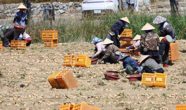 지난달 23일 강원 강릉시 한 농촌 사업장에서 베트남 전통모자를 쓰고 감자 캐는 외국인 근로자들. 연합뉴스