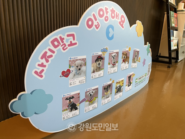 ▲ 춘천시 동물보호센터에 유기견 입양 홍보물이 전시돼 있다. 최수현 기자