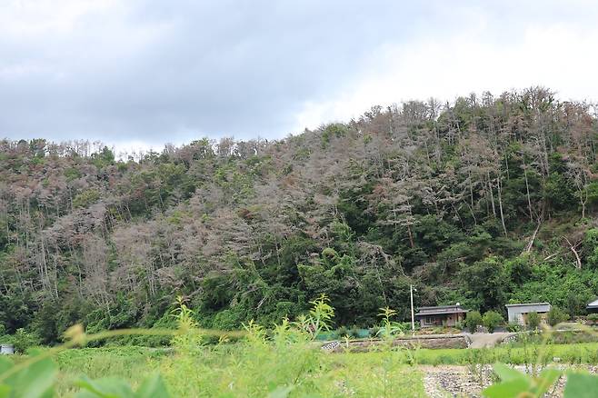 고사한 소나무 [촬영 손대성]