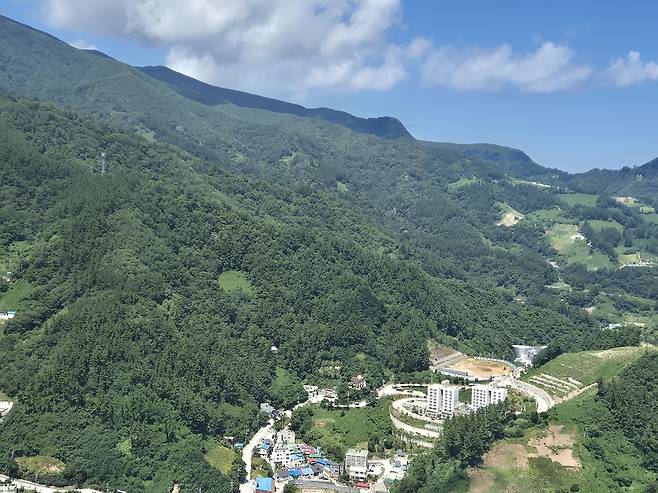 소나무재선충병이 발생하지 않은 울릉도 산 [촬영 손대성]