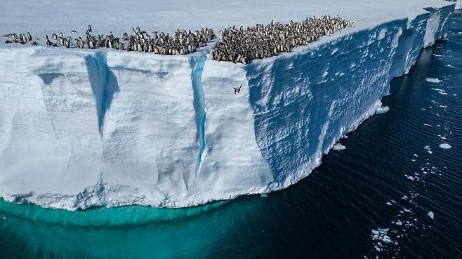 생애 첫 수영을 앞둔 6개월 안팎의 어린 황제펭귄들이 15m 높이의 낭떠러지에서 오도 가도 못 하는 모습. 이 장면은 디즈니+의 '펭귄의 비밀'에서 최초로 공개됐다. /내셔널지오그래픽·디즈니+