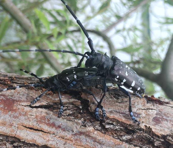 버드나무에 붙은 유리알락하늘소. 국제신문DB