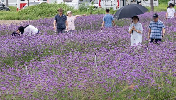 7일 부산 강서구 대저생태공원 버베나 꽃밭 일원에서 주말을 맞아 나들이 나온 시민들이 즐거운 시간을 보내고 있다. 이원준 기자 windstorm@kookje.co.kr