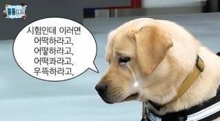 관세청 마약탐지견 자질 평가 영상. 유튜브 채널 관세청 캡처&nbsp;