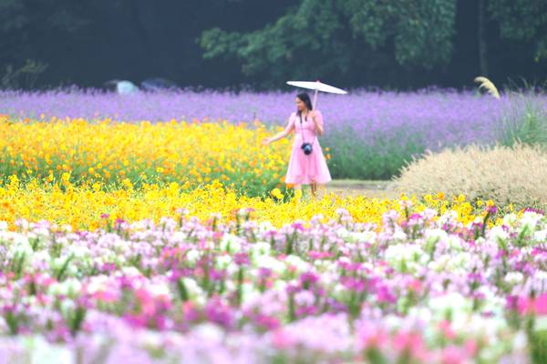 ▲ 가을비가 내린 7일 함양군 상림경관단지에서 꽃구경을 나온 관광객이 우산을 받쳐 들고 만개한 가을꽃을 구경하며 즐거운 시간을 보내고 있다. /함양군
