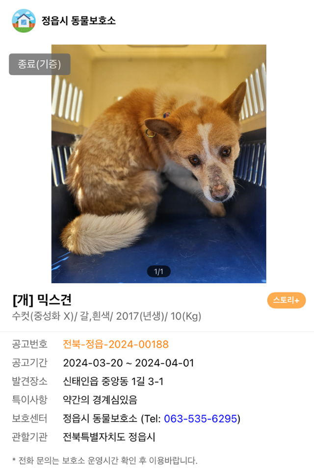 지난해 9월 전북 정읍시 보호소에서 전북 익산시 동물용 의약품 개발사로 입양된 개. 이 개는 개발사가 운영하는 동물병원 관계자가 입양했다. 이 개와 함께 입양됐던 나머지 두 마리는 안락사 당한 뒤 카데바로 동원됐다는 의혹이 제기됐다. 비글구조네트워크 제공