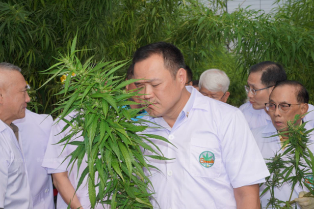 지난 5일 태국 총리로 선출된 아누틴 찬위라꾼이 보건장관 재임 시절인 2022년 대마 잎을 살피고 있다. 방콕포스트 캡처