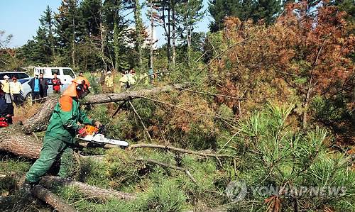 재선충병으로 고사한 소나무 [연합뉴스 자료사진. 재판매 및 DB 금지]