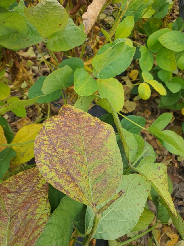 고온다습한 환경의 콩에서 자주 발생하는 자주무늬병. 농촌진흥청