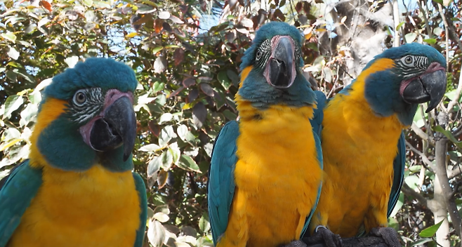 푸른목 금강앵무는 일부일처제로 무리를 지어 살면서, 다양한 소리와 몸짓을 통해 의사소통하는 것으로 잘 알려져 있다. 이 앵무새들도 사람들처럼 다른 개체를 관찰하면서 배운다는 사실이 밝혀졌다.  독일 막스 플랑크 생물 지능 연구소 제공